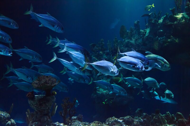 How Deep-Sea Fishing Is Changing with New Technology and Gear How Deep-Sea Fishing Is Changing with New Technology and Gear