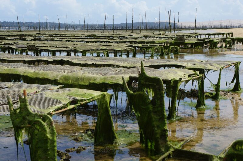 The Role of Aquaculture in Fighting Overfishing and Preserving Oceans The Role of Aquaculture in Fighting Overfishing and Preserving Oceans