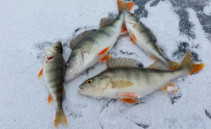 A Beginner’s Guide to Ice Fishing: Everything You Need to Know