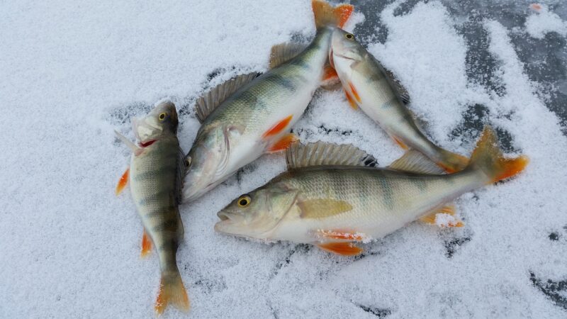 A Beginner’s Guide to Ice Fishing: Everything You Need to Know A Beginner’s Guide to Ice Fishing: Everything You Need to Know