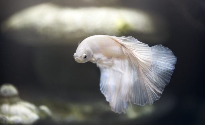 The Fascinating Science of Fish Migration and Spawning