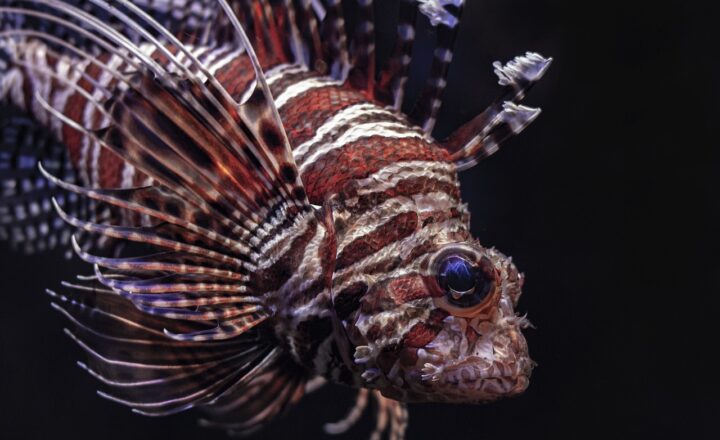 10 Surprising Facts About Fish You Probably Didn’t Know
