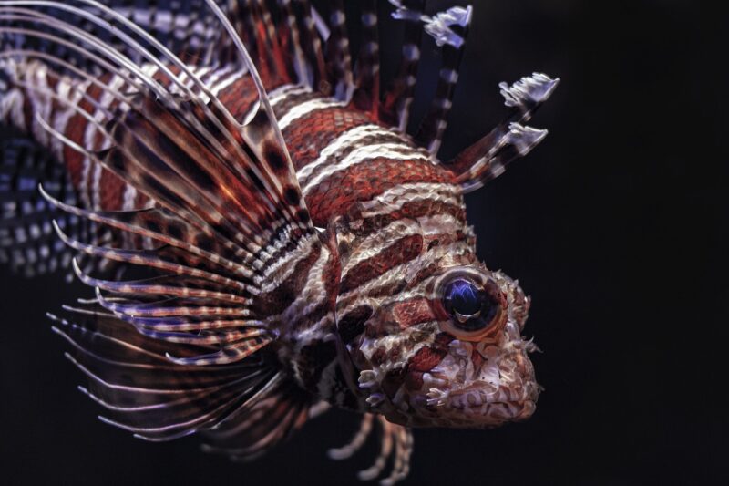 10 Surprising Facts About Fish You Probably Didn’t Know 10 Surprising Facts About Fish You Probably Didn’t Know