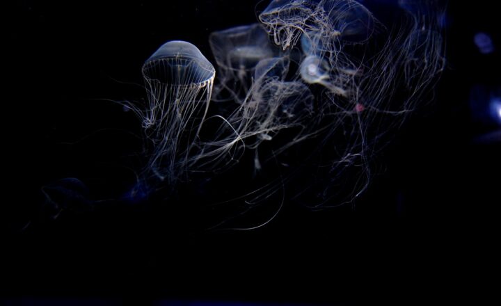 The Mysteries of Deep-Sea Submersibles and How They Explore the Ocean Floor