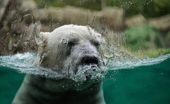 The Impact of Climate Change on Fish Populations and What It Means for Anglers