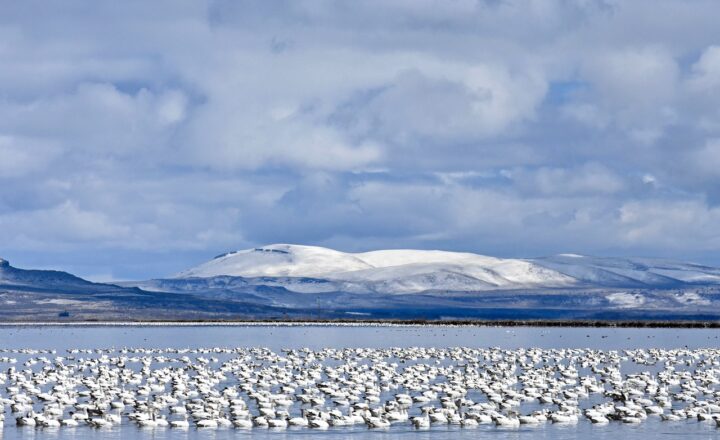The Science Behind Fish Migration and How It Impacts Global Ecosystems