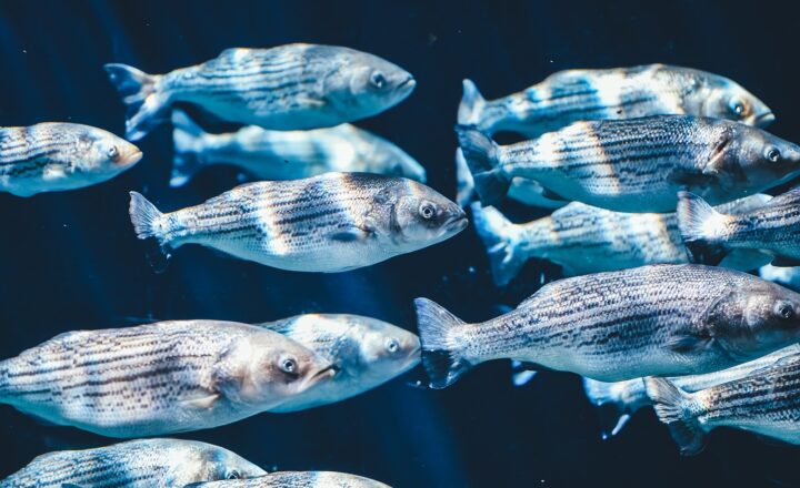 The Most Dangerous Fish in the World and Why You Should Steer Clear