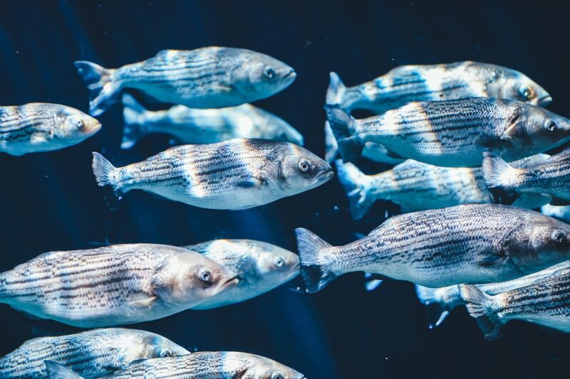 The Most Dangerous Fish in the World and Why You Should Steer Clear The Most Dangerous Fish in the World and Why You Should Steer Clear