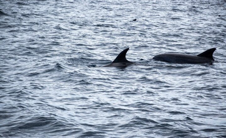Secrets of the Deep: Discovering the Most Mysterious Creatures of the Ocean