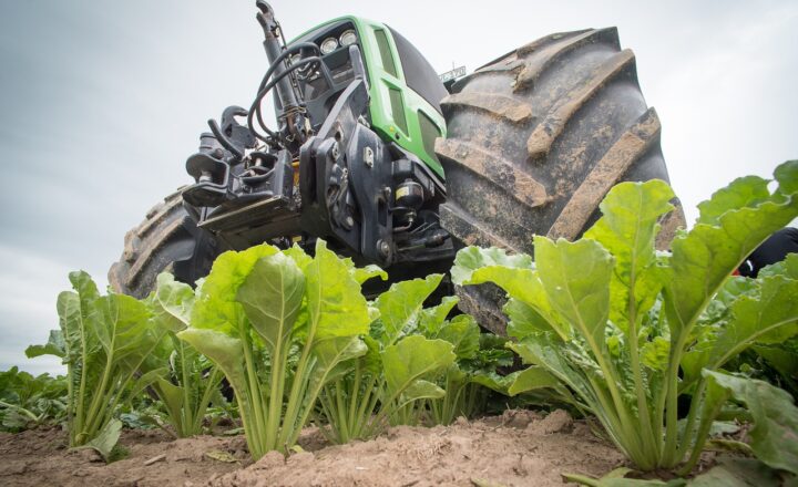 Why Cane Sugar and Beet Sugar Taste Different and How to Use Each