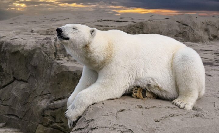 How Zoos Keep Arctic Animals Comfortable in Warmer Climates