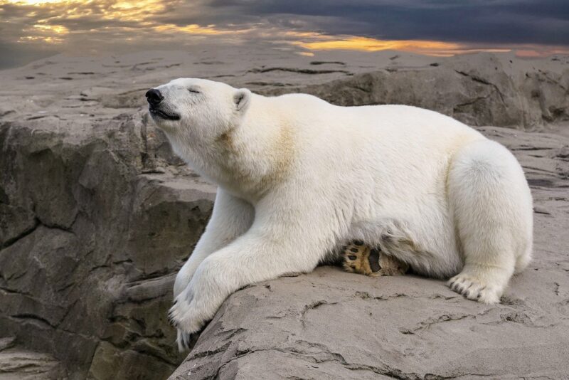 How Zoos Keep Arctic Animals Comfortable in Warmer Climates How Zoos Keep Arctic Animals Comfortable in Warmer Climates