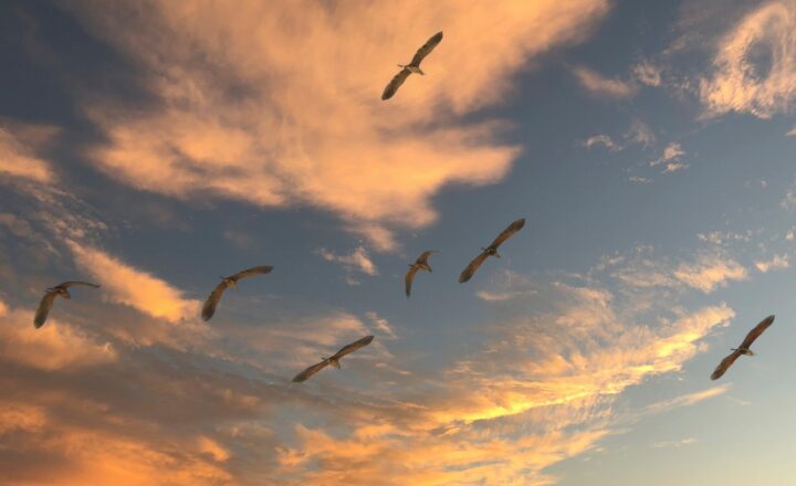 The Impact of Weather Cycles on Wildlife Behavior and Migration Patterns