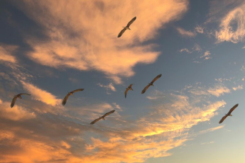 The Impact of Weather Cycles on Wildlife Behavior and Migration Patterns The Impact of Weather Cycles on Wildlife Behavior and Migration Patterns