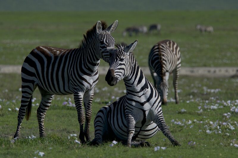 The Evolution of Plant Life on Earth and How It Shaped Today’s Ecosystems