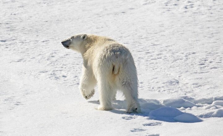 The Unique Adaptations of Arctic Plants and How They Survive the Cold