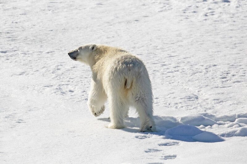 The Unique Adaptations of Arctic Plants and How They Survive the Cold