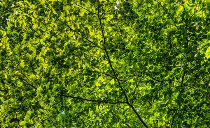 The Secret Life of Trees and Their Role in Creating a Healthier Planet