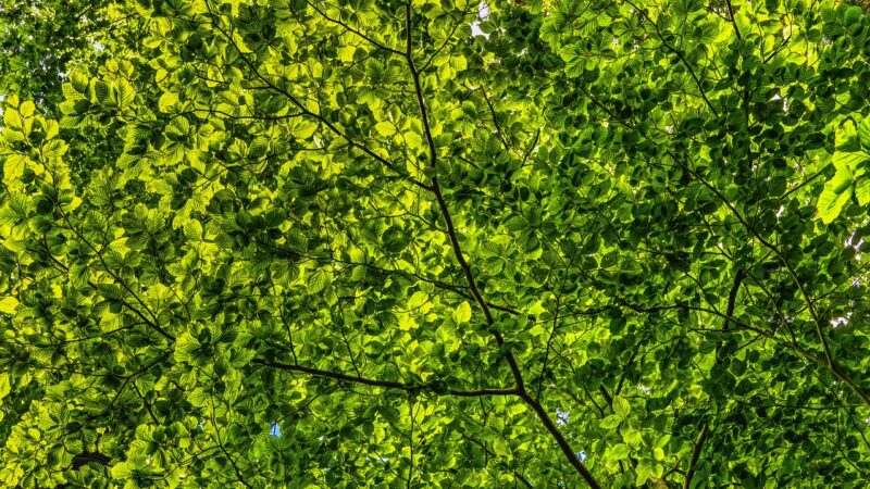 The Secret Life of Trees and Their Role in Creating a Healthier Planet