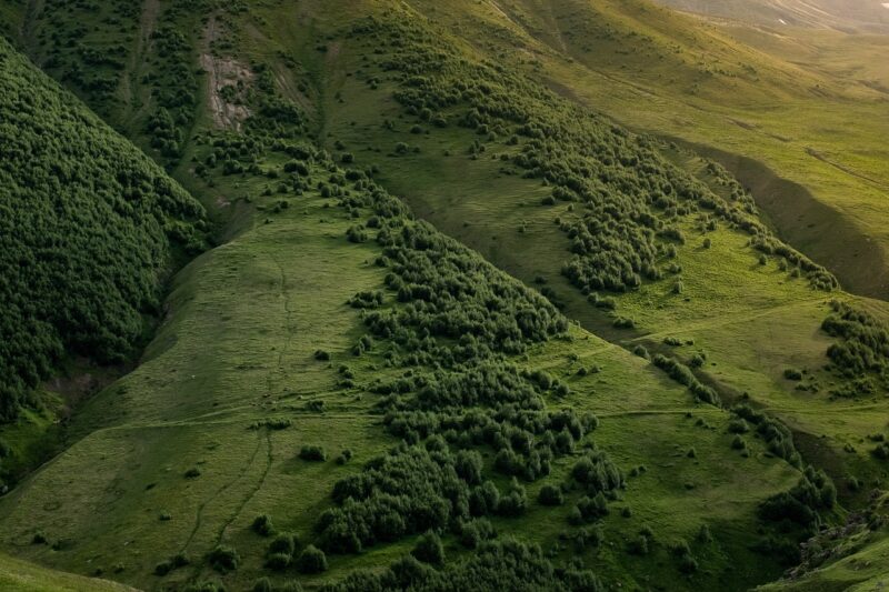 The Potential for Earth-Like Exoplanets to Host Oceans, Forests, and Deserts