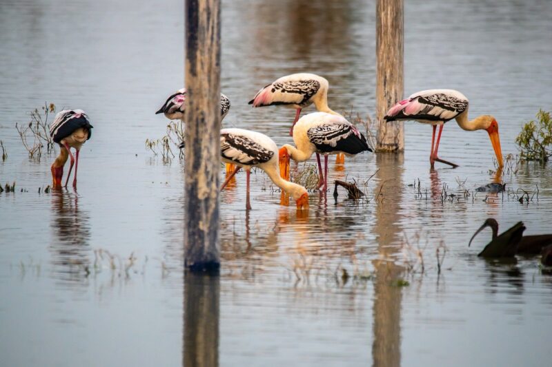 Why Certain Zoos Are Transforming into Wildlife Sanctuaries
