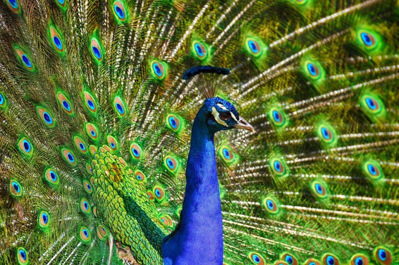 How Zoos Care for Exotic Plants and Ensure Their Survival in Different Climates