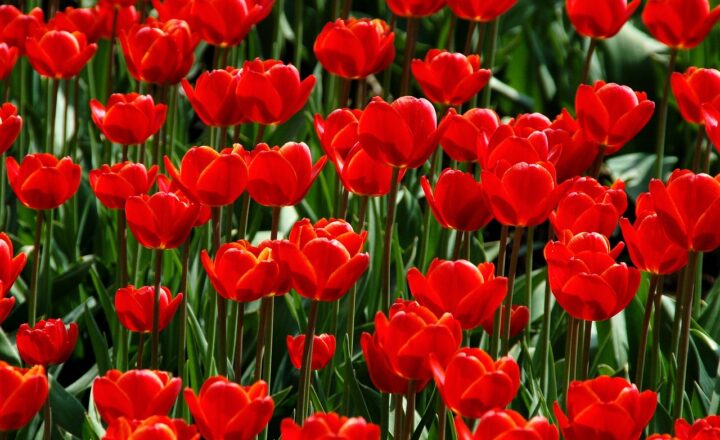 The Importance of Native Plants in Supporting Local Wildlife and Ecosystems