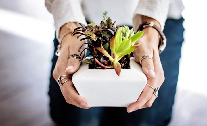 The Science of Growing Plants Indoors and Why It Benefits Mental Health