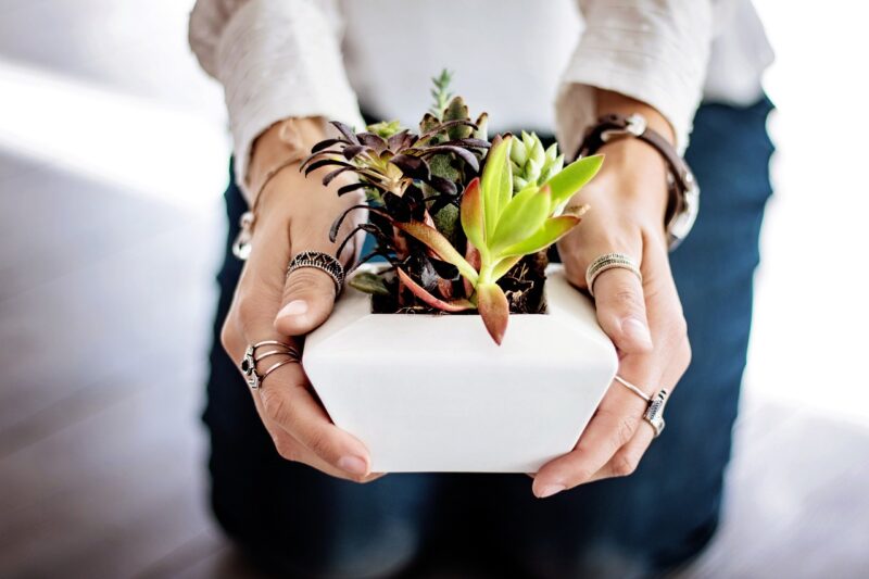 The Science of Growing Plants Indoors and Why It Benefits Mental Health