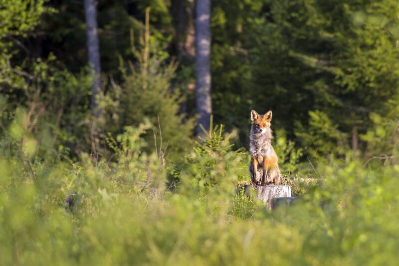 How Weather Patterns Affect Animal Behavior in the Wild and in Zoos