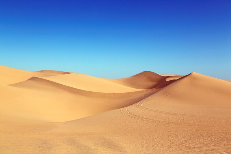 The Mysterious World of Desert Plants and Their Unique Adaptations