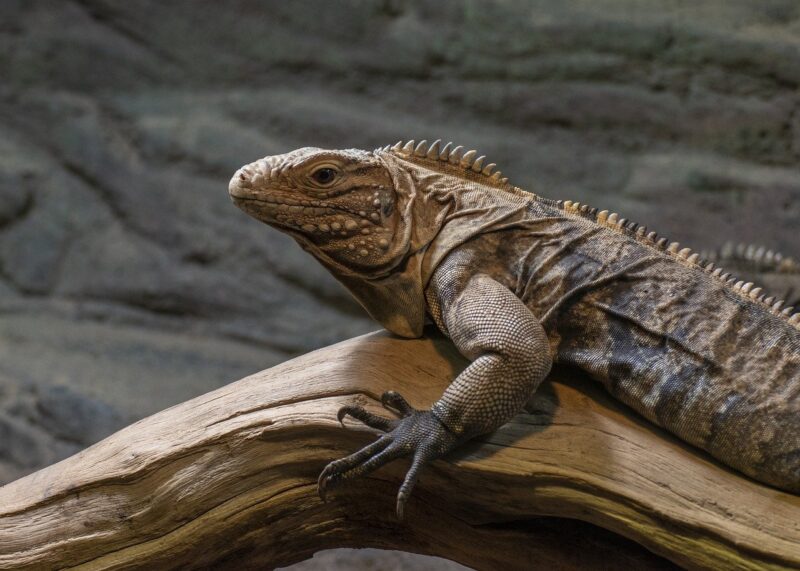 How Zoos Are Helping to Reintroduce Endangered Species Back into the Wild