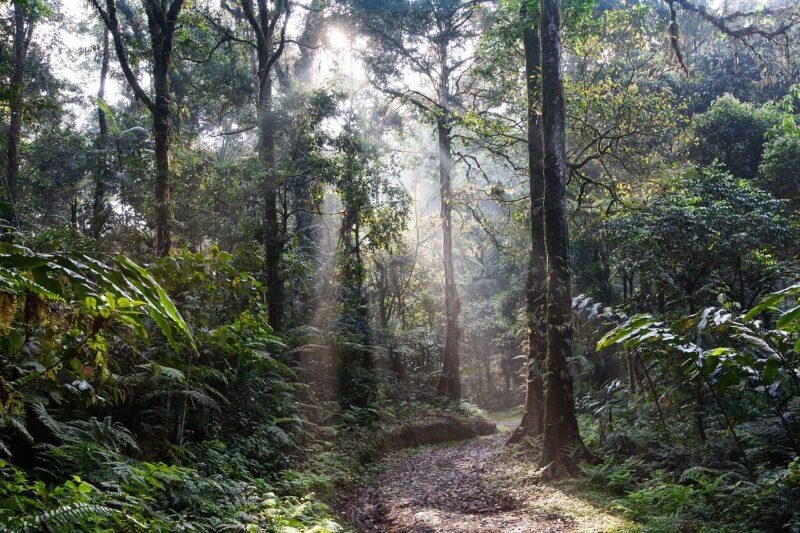 How Rainforests Sustain a Diverse Array of Plants That Support Animal Life How Rainforests Sustain a Diverse Array of Plants That Support Animal Life