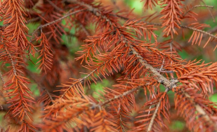 The Incredible Ways Plants Communicate with Each Other in Forests