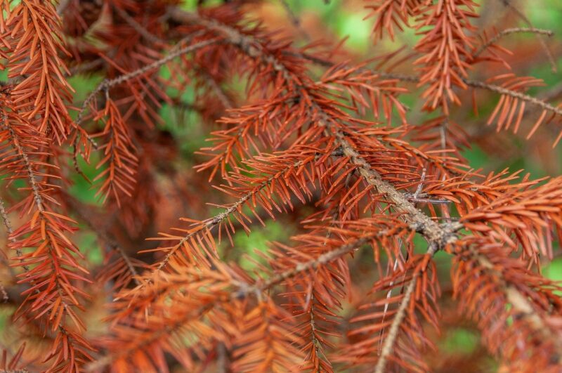 The Incredible Ways Plants Communicate with Each Other in Forests The Incredible Ways Plants Communicate with Each Other in Forests