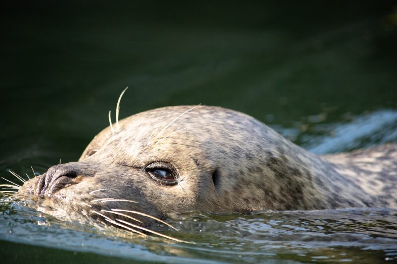 How Zoos Are Using Technology to Study and Understand Animal Behavior How Zoos Are Using Technology to Study and Understand Animal Behavior