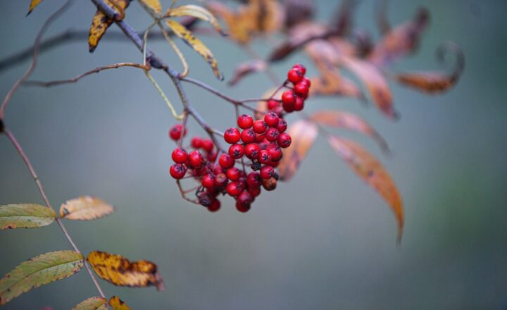 The Essential Role of Plants in Human Health and How They’re Used in Medicine