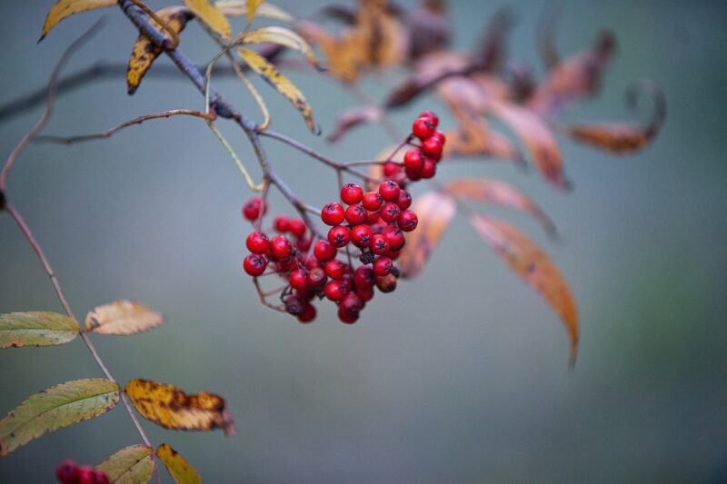 The Essential Role of Plants in Human Health and How They’re Used in Medicine The Essential Role of Plants in Human Health and How They’re Used in Medicine