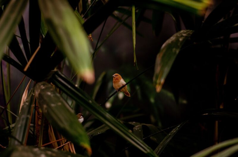 The Fascinating Ways Zoos Are Creating Natural Habitats for Their Animals