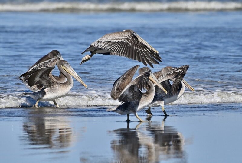 How Weather Influences Everything from Ocean Currents to Animal Migrations
