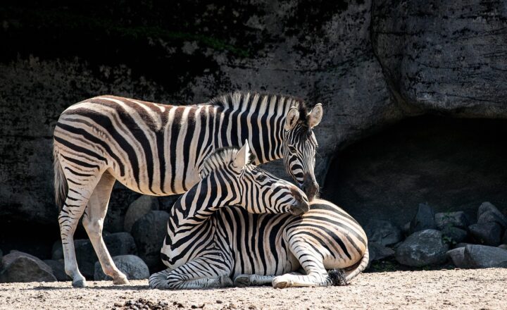 Inside the Modern Zoo: How Conservation Efforts Are Saving Species from Extinction