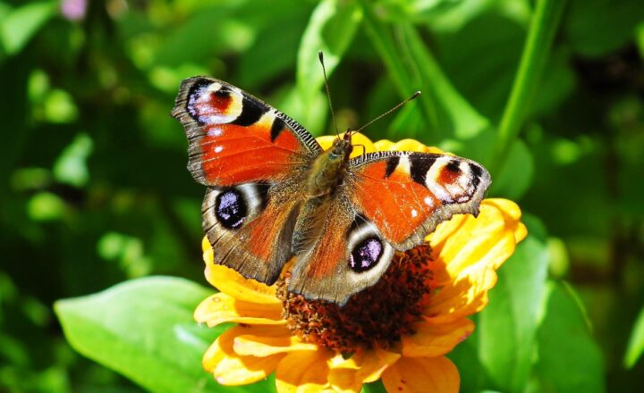 Why Some Users Prefer the Simplicity of iOS over Android’s Customization