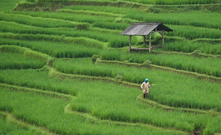 The Future of AI in Agriculture: How Tech Is Transforming Farming