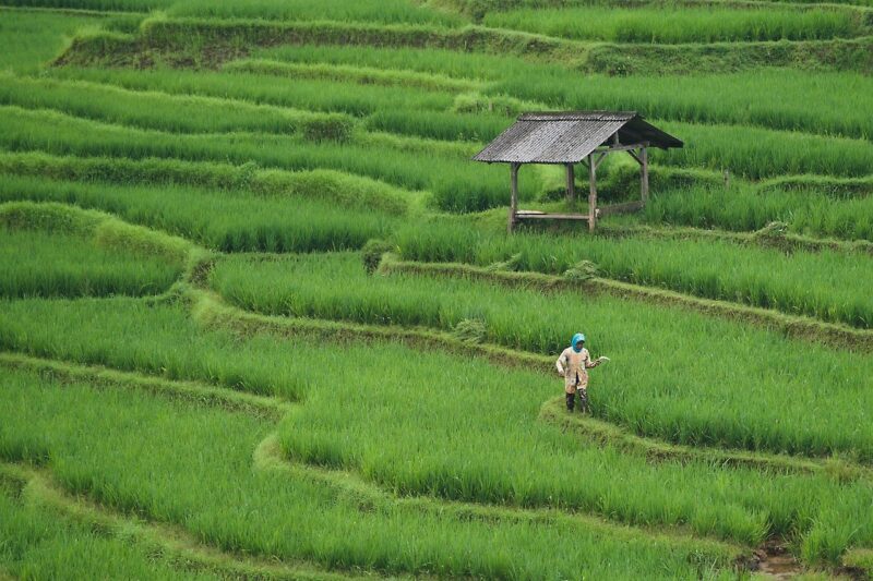 The Future of AI in Agriculture: How Tech Is Transforming Farming The Future of AI in Agriculture: How Tech Is Transforming Farming