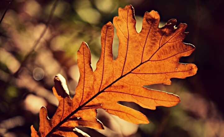 The Role of Sunlight in Photosynthesis and How It Powers Life on Earth