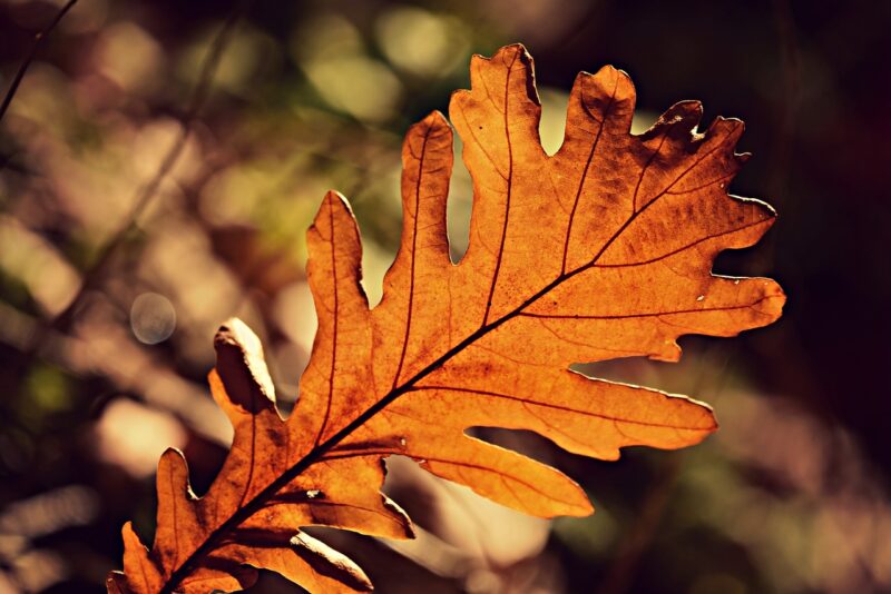 The Role of Sunlight in Photosynthesis and How It Powers Life on Earth The Role of Sunlight in Photosynthesis and How It Powers Life on Earth
