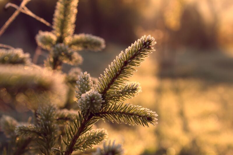 The Science Behind the ‘Golden Hour’ and Why Photographers Love It The Science Behind the ‘Golden Hour’ and Why Photographers Love It