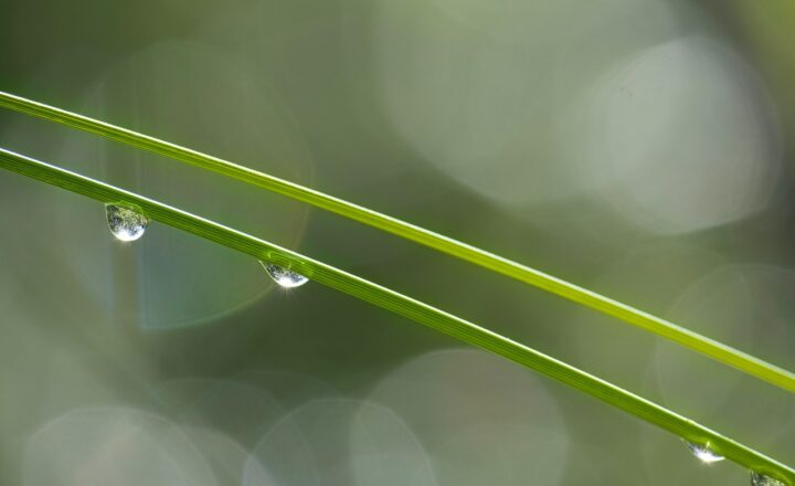 The Science of Dew Points: How Temperature and Air Humidity Create Morning Dew