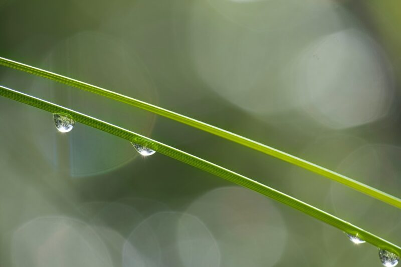 The Science of Dew Points: How Temperature and Air Humidity Create Morning Dew
