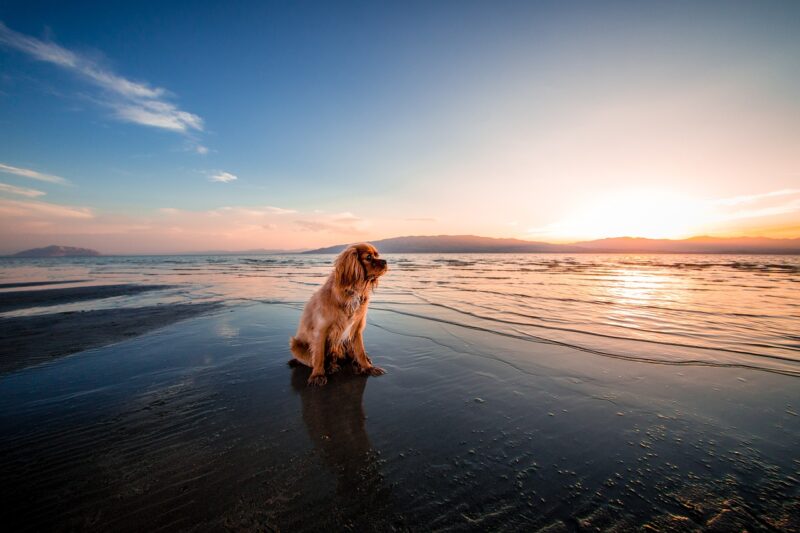 The Phenomenon of ‘Sun Dogs’: When the Sun Plays Tricks on Our Eyes The Phenomenon of ‘Sun Dogs’: When the Sun Plays Tricks on Our Eyes